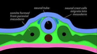 Neurulation [upl. by Sardella]