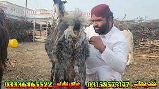 nachi goats 4 liters of milk at bismillah goat farm goat farming nachi business [upl. by Llertnahs]