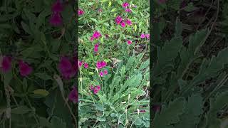 Hummingbird Moths are garden HELPERS but their kids are PESTS 🐛😂 colorado insects shorts [upl. by Eldoria236]