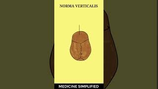 Norma Verticalis Anatomy  Anatomy of skull Norma Verticalis medicine anatomy [upl. by Lihcox22]