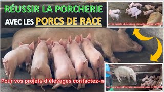 élevage de porc  12 porcelets à la 1ere MISE BAS avec les porcs de race  traitement [upl. by Restivo]