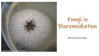 Role of Fungi in Bioremediation  Applied microbiology [upl. by Ettesel623]