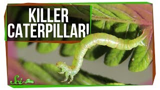 Meet the World’s Most Terrifying Caterpillar [upl. by Trebled]