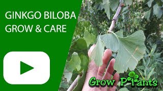 Ginkgo biloba tree  grow amp care [upl. by Eillehs]