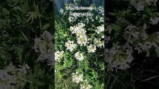 Мыльнянка  Saponaria saponaria латынь [upl. by Reggi194]