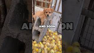 DOG THINKS HES A CHICK animals cuteanimal dog puppy chicken [upl. by Pepita]