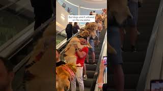 Golden Retrievers Carried Down Escalator shorts [upl. by Amero518]