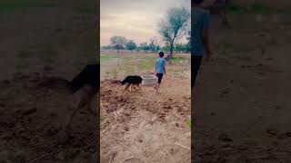 cricket match gsd ke sath dog doglover germanshepherd gsd doglife dogstagram puppy dogofthed [upl. by Cartie]