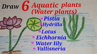 Water plants drawing easy Draw aquatic plants easy Draw hydrophytes easyWater plants drawing easy [upl. by Lavro]