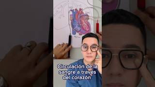 Así circula la sangre a través del corazón  Dr William Guerrero medicina shorts [upl. by Yusem]