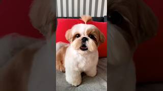 Shihtzu Dog Barking Shihtzu barking dogs dogslife dogs dogshorts dogslovers [upl. by Etnovert89]