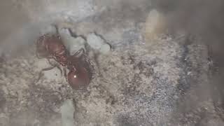 Pogonomyrmex occidentalis [upl. by Attah]