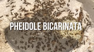 Pheidole bicarinata Colony Update [upl. by Aihsetel608]