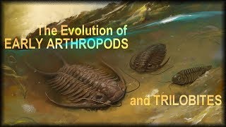 Evolution of early Arthropods [upl. by Rourke]