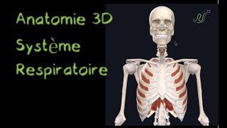 Description Anatomique 3D du système respiratoire Naturosoutien [upl. by Nnairol]