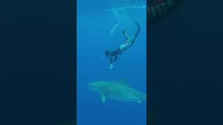 👀 comin through tigersharks hawaii [upl. by Anglo456]