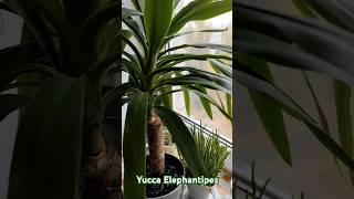 Yucca Elephantipes quotSo dirty yet so beautifulquot plants garden yucca пальма palm [upl. by Rubens149]