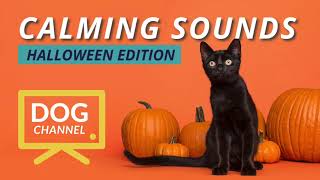 Halloween Calming Sounds for Dogs  DOGT TV FOR ANXIETY RELIEF RELAXING MUSIC amp SOUNDS [upl. by Barrada]