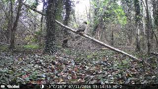 Buizerd voor wildcamera [upl. by Arihsat]