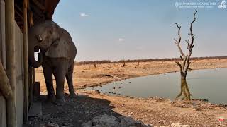 Male Elephant Want Take A Closer Look At The Tourist Oct 15 2024 [upl. by Karalee284]