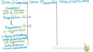 Adrenal Steroidogenesis [upl. by Eillac485]