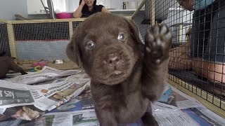 Chocolate Labrador Puppies 5 weeks old [upl. by Cofsky15]