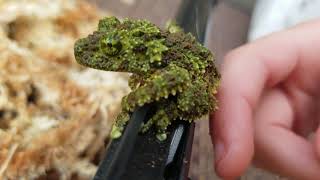 Unboxing Vietnamese Mossy Tree Frogs [upl. by Dehlia669]