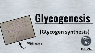 Glycogenesis  Glycogen Synthesis  Glycogen metabolism  Carbohydrate metabolism  Biochemistry [upl. by Belamy988]