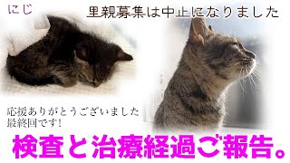 ND524【子猫】最終回です。里親募集は中止に。検査と治療経過のご報告です。【保護猫】 [upl. by Odiug933]