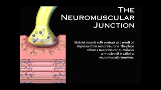 The Neuromuscular Junction [upl. by Ranice488]