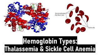 Hemoglobin Types Normal amp Abnormal Alpha amp Beta Thalassemia Sickle Cell Anemia HbS HbC and HbM [upl. by Flore168]