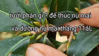 Muốn tưới và phun phân thúc nụ mai kịp tết tháng 11âL thì hãy xem video này [upl. by Ahseyt]