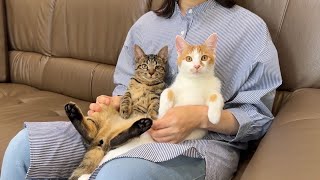 里親になる母親と子猫たちが対面したら相性抜群で初日にまさかのこうなっちゃいました… [upl. by Lishe]