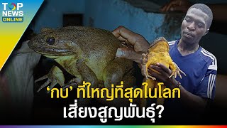 กบโกไลแอท Goliath Frog กบที่ใหญ่ที่สุดในโลก เสี่ยงสูญพันธุ์ [upl. by O'Reilly514]