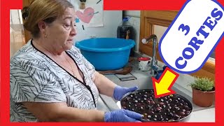 ⚫ APRENDE Cómo Preparar ACEITUNAS NEGRAS en CONSERVA 💛  3 CORTES [upl. by Nelag]