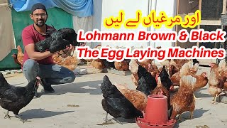 Bring More Egg Laying Chickens This Time Lohmann Black [upl. by Wershba]