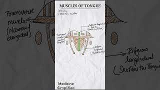 Muscles of Tongue  Intrinsic muscles of tongue  Extrinsic muscles of Tongue shorts anatomy [upl. by Larrej]