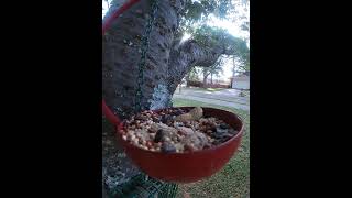 Carolina Chickadees Looking For The Right Seeds [upl. by Dahlia523]