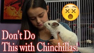 Dangers to Chinchillas  The DONTs of Chinchilla Care [upl. by Chuck]