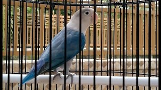 9 Most Popular Lovebird Species in Parrot Lover [upl. by Ahsinom]