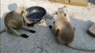 Hanuman monkey  Langur monkey  Langur hanuman  Dheeraj junction [upl. by Ennayhs]