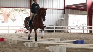 Cavaletti Training for Horses with Erika Jansson Dressage Trainer [upl. by Ellehsram]