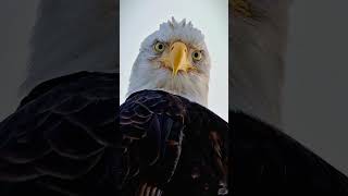 نظرة النسر الثاقبة  The look of the eagle [upl. by Burton926]