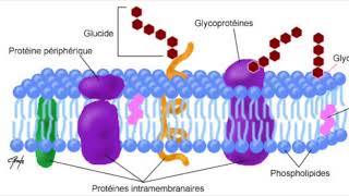 la membrane cytoplasmique [upl. by Doowle685]