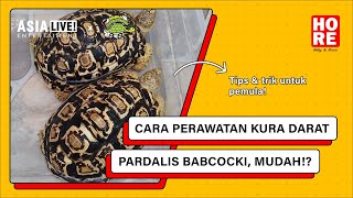 Cara Merawat Leopard Pardalis Babcoki Tortoise [upl. by Esiuole]