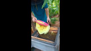 My swarm hive very strong so I put 2 frames extra into the hive beekeeping honeycomb honey [upl. by Arikal959]