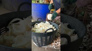 Awesome Skilled coconut cutting shots [upl. by Llebana]