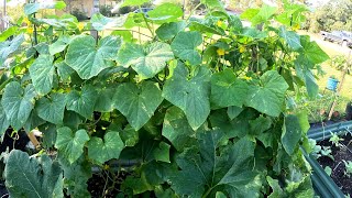 PICKLING CUCUMBERS A MUST HAVE QUICK HARVEST [upl. by Erdnad]