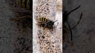 Vespula Wasps Water Carrier [upl. by Aisnetroh]