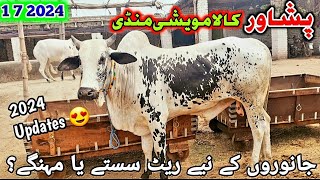 Peshawar Kala Maweshi Mandi New Updates 2 7 2024 Cow Mandi 2024  Munsif Khan Vlog [upl. by Bore674]